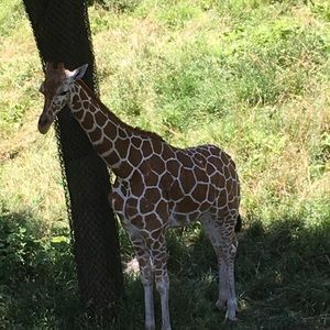 Meet your Posher, Eve